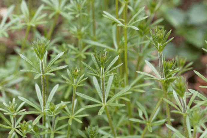 Cleavers Herb Benefits: A Natural Path to Wellness