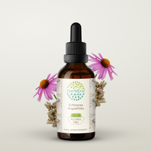 Load image into Gallery viewer, Echinacea Angustifolia Tincture