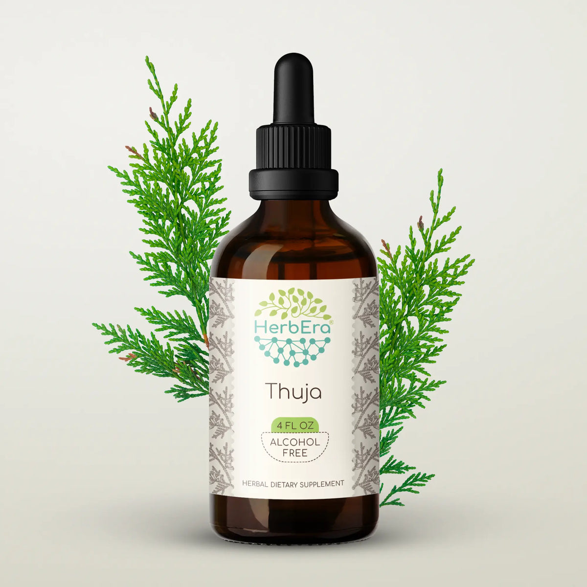 Thuja Tincture – Supports Respiratory Wellness & Balance – HerbEra