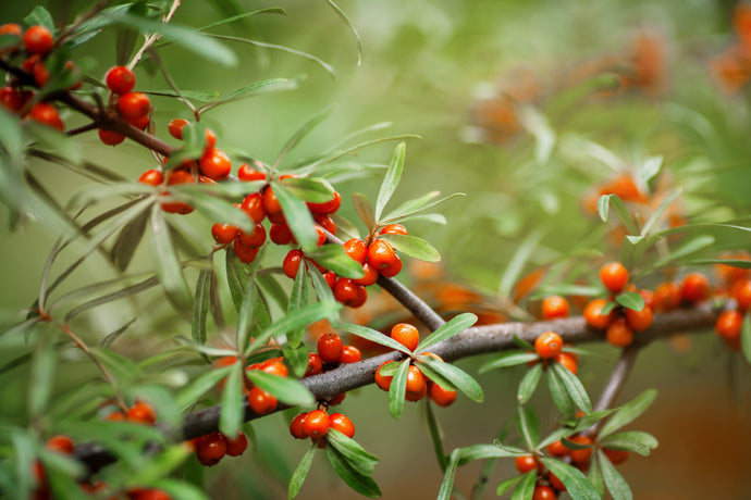 Library of Nature: Sea Buckthorn
