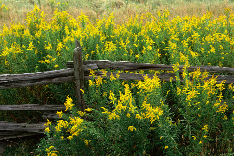 Library of Nature: Goldenrod