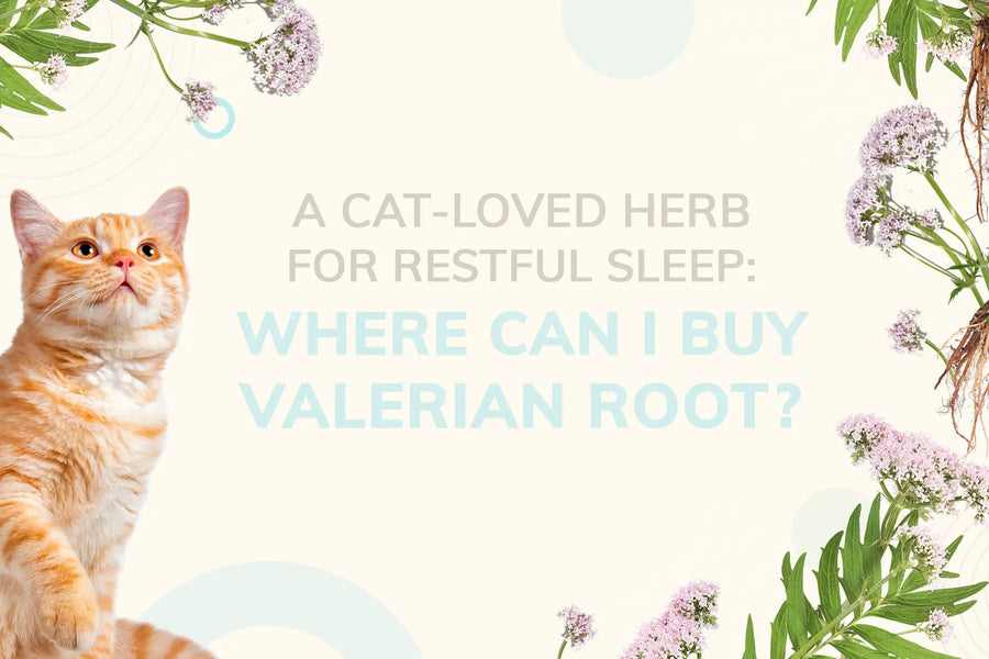 A Cat-Loved Herb for Restful Sleep: Where Can I Buy Valerian Root?