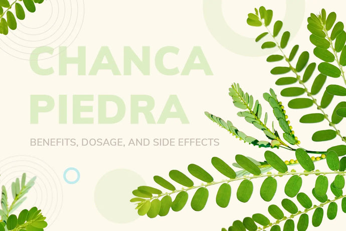 Chanca Piedra (Phyllanthus Niruri): Benefits, Dosage, and Side Effects