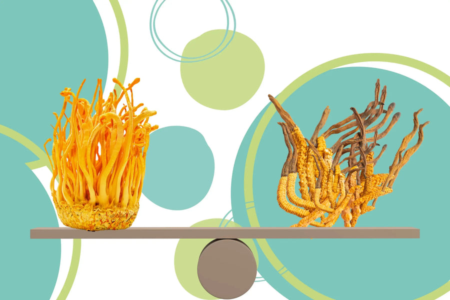 Cordyceps Sinensis vs Cordyceps Militaris: Which is the Superior Choice?