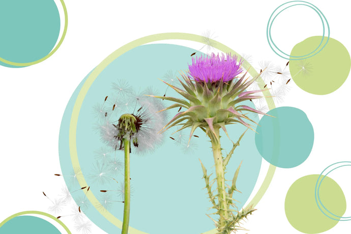 Dandelion Root and Milk Thistle: Herbal Combination of Power