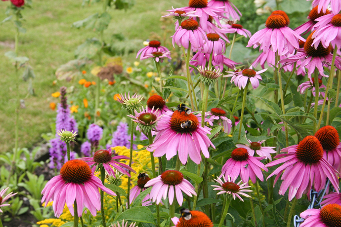 Echinacea Root: Benefits, Side Effects, and More