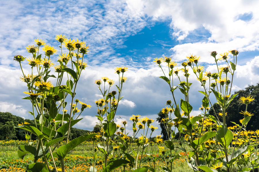 Elecampane Benefits: An Effective Herbal Remedy for All Walks of Life