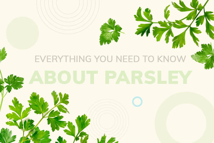 Everything You Need to Know About Parsley: The Everyday Herb with Extraordinary Health Benefits