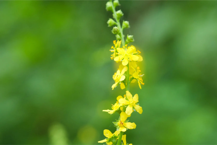 Explore the Agrimony Benefits