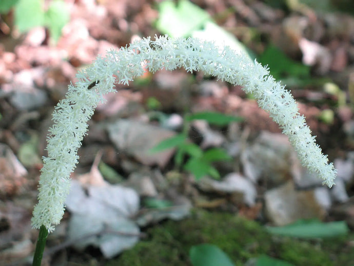 False Unicorn Root