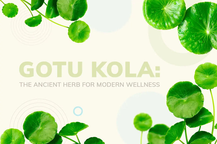 Gotu Kola: The Ancient Herb for Modern Wellness