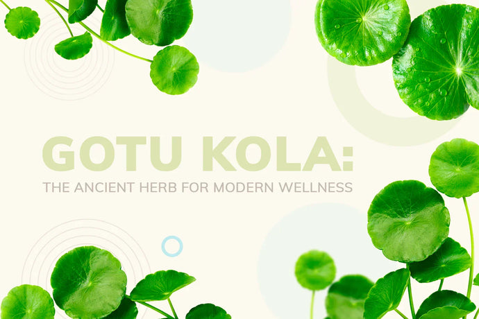 Gotu Kola: The Ancient Herb for Modern Wellness