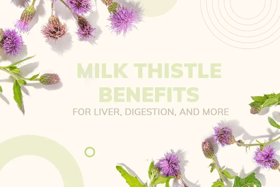 Milk Thistle Benefits for Liver, Digestion, and More