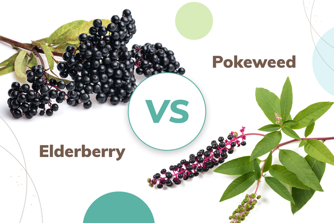 Pokeweed Vs. Elderberry: Learning the Differences that are Essential to Good Health