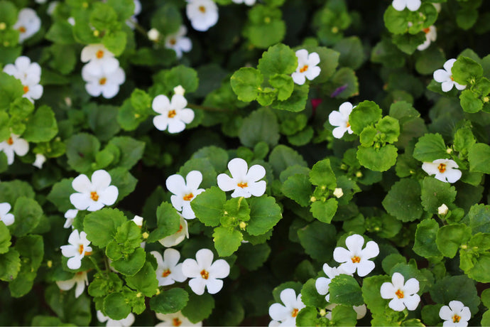 Top 5 Brahmi Benefits Backed by Science