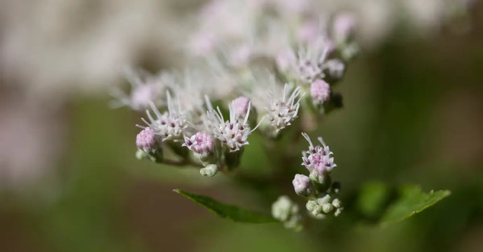 Top Boneset Benefits for Your Wellness