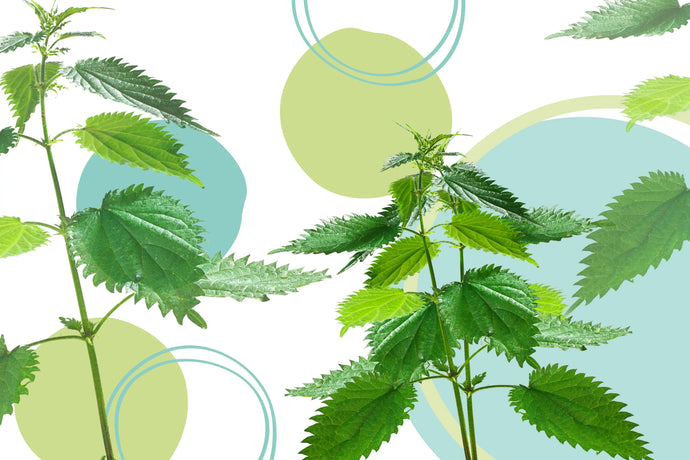 Wood Nettle vs Stinging Nettle: Which One Should You Choose?