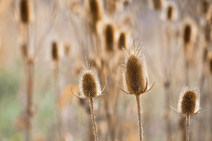 Teasel Root Benefits: Natural Support for Your Body