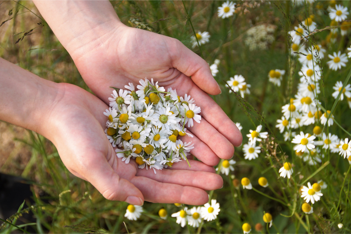 Chamomile Extract: Benefits, Side Effects, and More