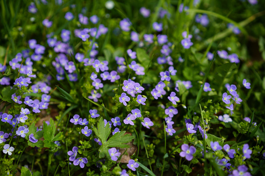 4 Lesser-Known Herbs and Their Health Benefits