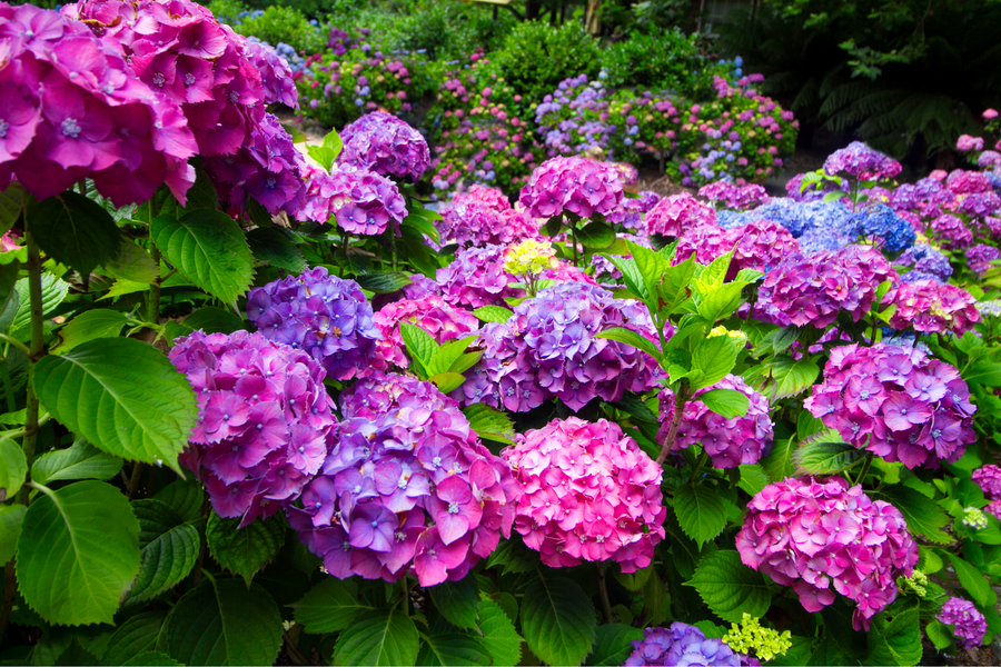 Harnessing the Astonishing Hydrangea Benefits for Your Overal Health