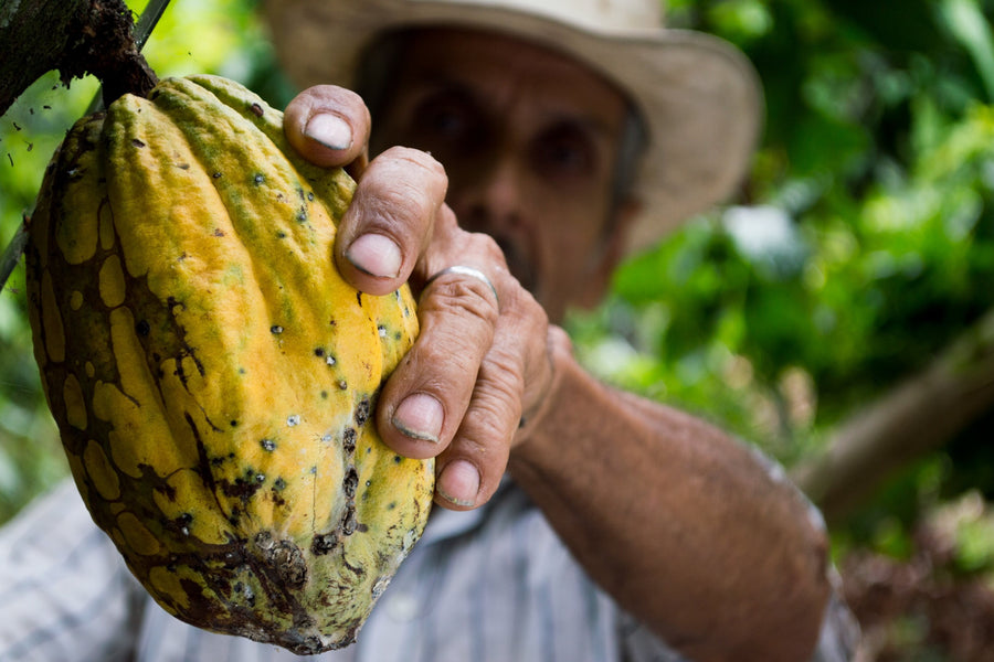 Library of Nature: Cacao