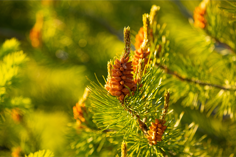 The Superfood in Your Backyard: Pine Pollen's Health Benefits Unveiled