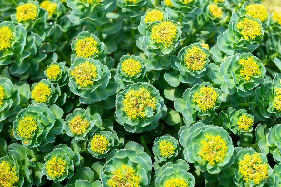 Rhodiola Tincture: The Natural Benefits for Energy, Stamina and Brain Power