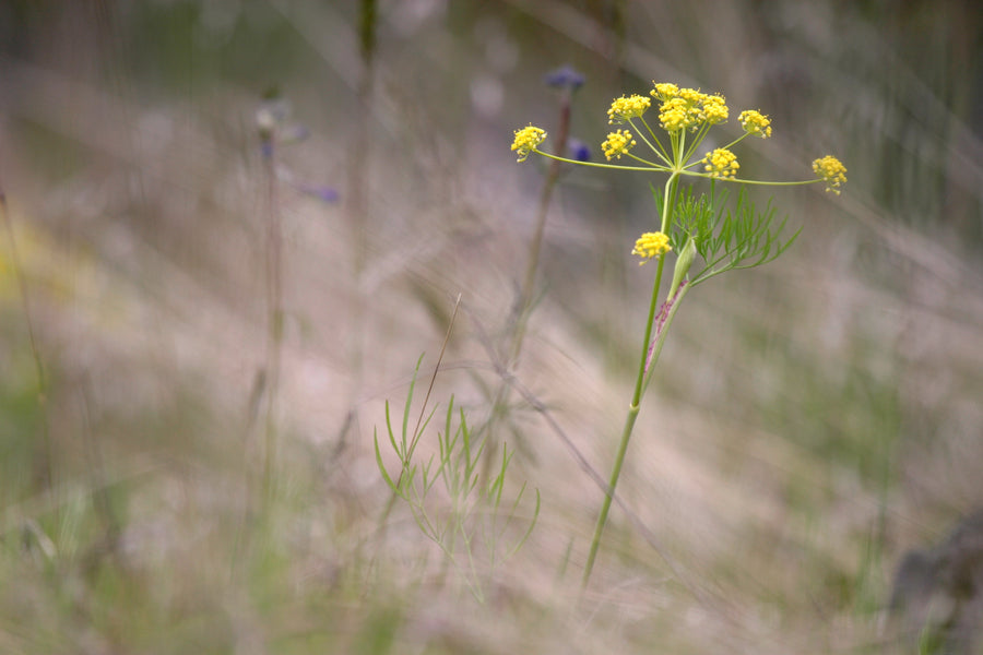 Library of Nature: Lomatium