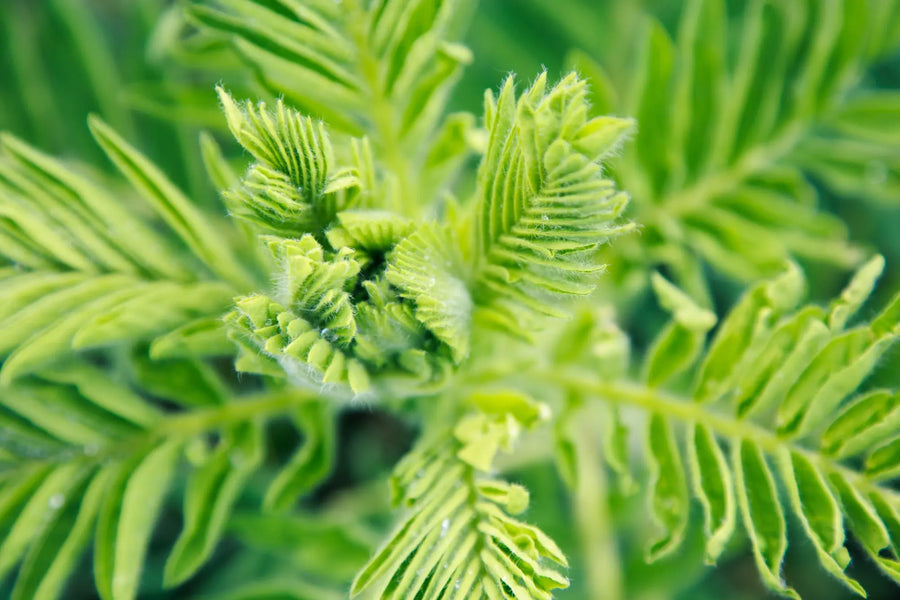 Natural Remedies – 3 Incredible Herbs, their Benefits, and Ways to Use Them