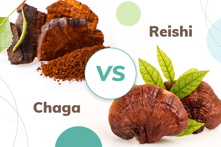 Chaga vs. Reishi: The Benefits and Drawbacks of Two Types of Fungi