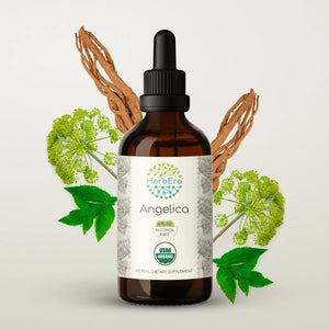 Angelica Tincture herbera Angelica Tincture herbera Herbal Extract