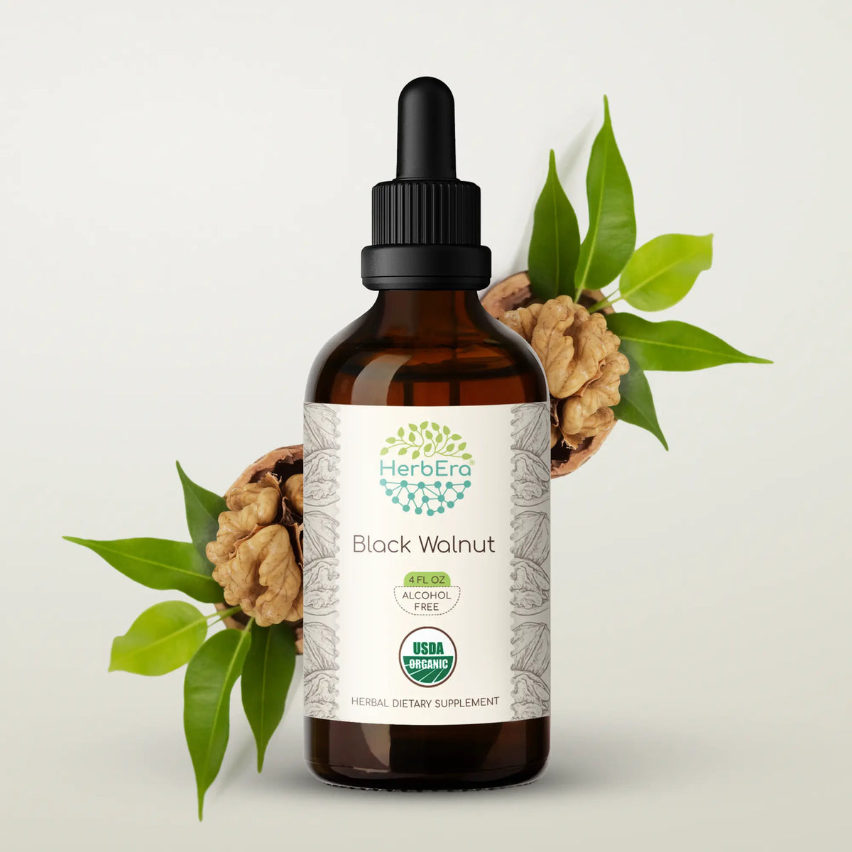 Black Walnut Tincture - Supports Circulatory Health & Vitality – HerbEra