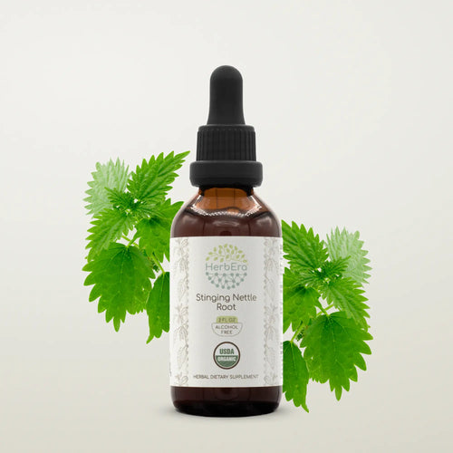 Stinging Nettle Leaf Tincture - Supports Joint & Mobility – HerbEra