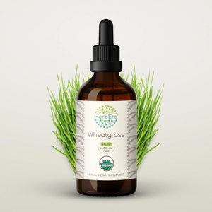 Wheatgrass Tincture herbera Wheatgrass Tincture herbera Herbal Extract