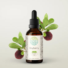 Load image into Gallery viewer, Bayberry Tincture herbera Bayberry Tincture herbera Herbal Extract