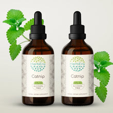 Load image into Gallery viewer, Catnip Tincture herbera Catnip Tincture herbera Herbal Extract