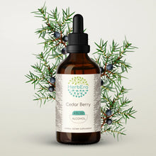 Load image into Gallery viewer, Cedar Berry Tincture herbera Cedar Berry Tincture herbera Herbal Extract