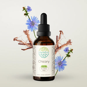 Chicory Tincture herbera Chicory Tincture herbera Herbal Extract