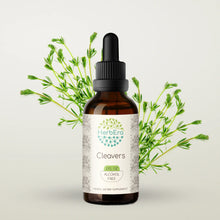 Load image into Gallery viewer, Cleavers Tincture herbera Cleavers Tincture herbera Herbal Extract