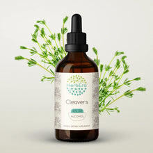 Load image into Gallery viewer, Cleavers Tincture herbera Cleavers Tincture herbera Herbal Extract