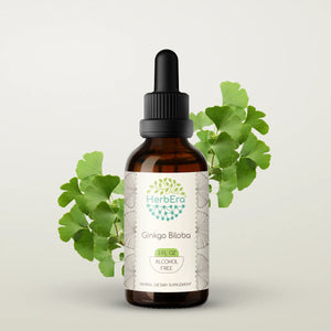 Ginkgo Biloba Tincture herbera Ginkgo Biloba Tincture herbera Herbal Extract