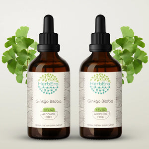 Ginkgo Biloba Tincture herbera Ginkgo Biloba Tincture herbera Herbal Extract