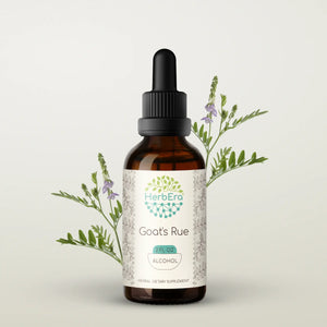 Goat's Rue Tincture herbera Goat's Rue Tincture herbera Herbal Extract