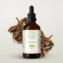 Load image into Gallery viewer, Red Root Tincture herbera Red Root Tincture herbera Herbal Extract